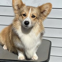 Demo - Pembroke Welsh Corgi
