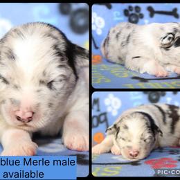 Yoshi - Blue merle male Australian Shepherd puppy in Squaw Valley, California from A&M Australian Shepherds