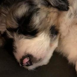 Aussiedoodles from Sister Doodles