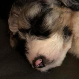 Aussiedoodles from Sister Doodles