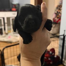Mulan - Black female Dachshund puppy in Erie, Michigan from Champagne’s Grinch Toe’d Dachshunds