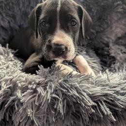 Nova - Mantle female Great Dane puppy in Brooksville, Florida from Follow My Lead Great Danes