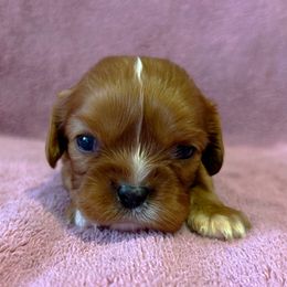 Cavalier King Charles Spaniel Puppies from Adelaide Cottage