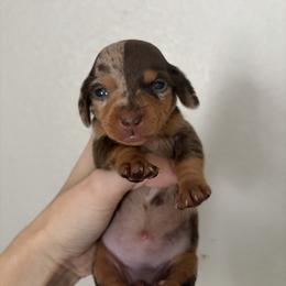 Sarah - Dapple female Dachshund puppy in Conroe, Texas from R&M Dachshunds