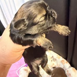 Kosmic - Black and tan male Shih Tzu puppy in Orange, California from Shih Tzu Hauz