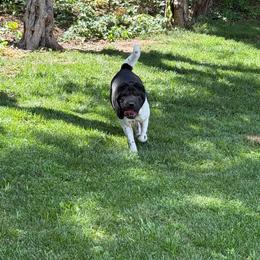 Pepper - Chinese Shar-Pei