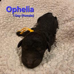 Ophelia - Black female Labradoodle puppy in Genoa City, Wisconsin from Sakura Pups