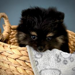 Buttercup - Black and tan female Pomeranian puppy in Foley, Alabama from Southern Gem's Pomeranian