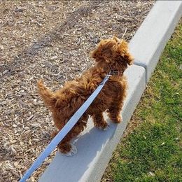 Cavapoo Puppies from SunnySide Mini Doodles