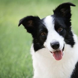 Blur - Border Collie