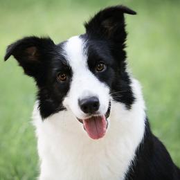 Blur - Border Collie