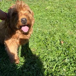 Julie - Goldendoodle