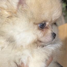 Pomeranians from Puppiesnat