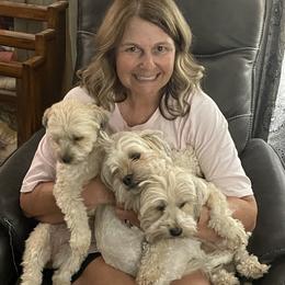 Shorkie All Grown Up from Roover's Oklahoma Shorkies