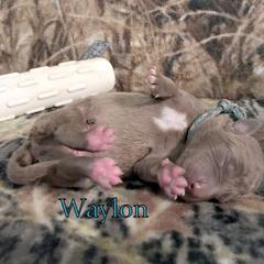 Chesapeake Bay Retriever and Great Dane Puppies from Desert Oasis Kennels