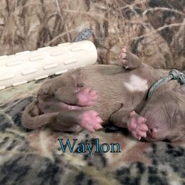 Chesapeake Bay Retriever and Great Dane Puppies from Desert Oasis Kennels