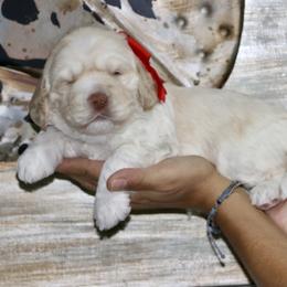 Red - Caramel male Australian Labradoodle puppy in Milton, North Carolina from Good Day Doodles