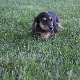 Girl 4 - Black and cream female Dachshund puppy in Craig, Colorado from Rocky Mountain Shih Tzus and Dry Creek Miniature Dachshunds