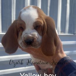 Yellow boy - Red and white male Basset Hound puppy in Conway, Missouri from Ozark Mountain Kennel