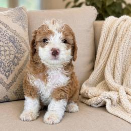 Pinky - Red female Bernedoodle puppy in Yuciapa, California from AlltheDoodlez_