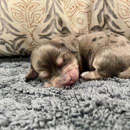 Stevie - Dapple female Dachshund puppy in Huntington, Arkansas from Rockstar.Weiners