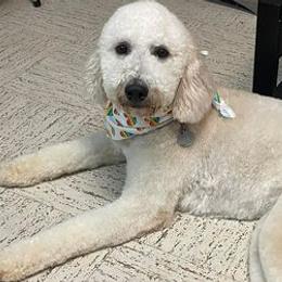 Goldendoodles from Mahaffey’s Doodles