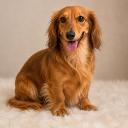 Chai - Dachshund