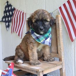 4 boy - Wheaten male Whoodle puppy in Smallett, Missouri from Leshas Whoodles