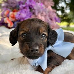Taz - shaded long hair - Sable male Dachshund puppy in Lakeland, Florida from Elite Doxies Florida