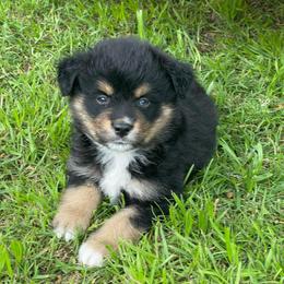 Scout - Black tri-color male Australian Shepherd puppy in Ranger, Texas from Outback Mini Aussies