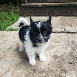 Stella - Parti female Yorkshire Terrier puppy in Mattoon, Illinois from Strohlz Yorkies