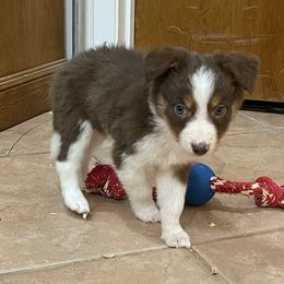 Maya - Red female Border Collie puppy in Guffey, Colorado from Sunset Ridge