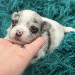 Pixel - Blue merle male Pomeranian puppy in Franklin, North Carolina from A&J Cutie Pawtooties