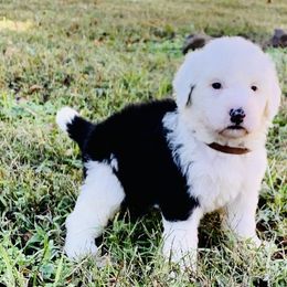 Goldendoodle and Sheepadoodle Puppies from Paw City Doodles