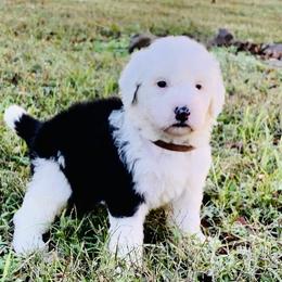 Goldendoodle and Sheepadoodle Puppies from Paw City Doodles