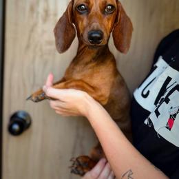 Lily - Red female Dachshund puppy in Lumber City, Georgia from Willow Run LLC