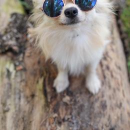 Cookie - Cream male Chihuahua puppy in Miami, Florida from Natalias Tiny Puppies