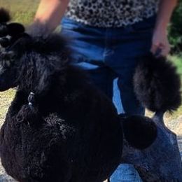 Poodles from Jarvis Poodles