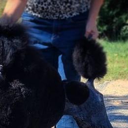 Poodles from Jarvis Poodles