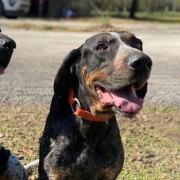 Bluetick Coonhounds from RE Hounds