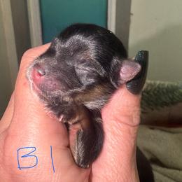 Atreyu - Black and gold male Morkie puppy in Winston Salem, North Carolina from Patty’s Paws
