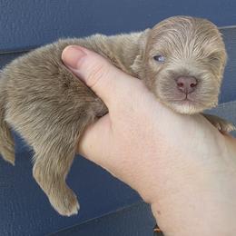 REX - Beaver male Pomeranian puppy in Hooksett, New Hampshire from Granite State Pomeranians