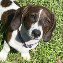 Lexi - Dachshund