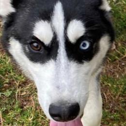 Bam - Siberian Husky