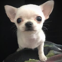 Mrs Sugar Mama 2999 black friday special - White female Chihuahua puppy in Las Vegas, Nevada from Quality Poms Chihuahua Yorkies of Las vegas