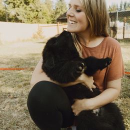 Newfoundland Puppies from Rainshadow Newfoundlands