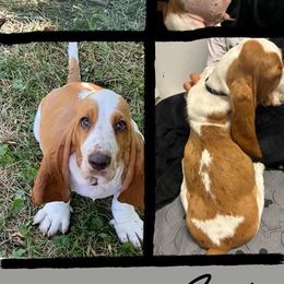 Basset Hound Puppies from For the Love of Long Ears AKC purebred Basset Hounds