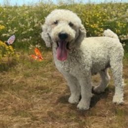 Daziy - Goldendoodle
