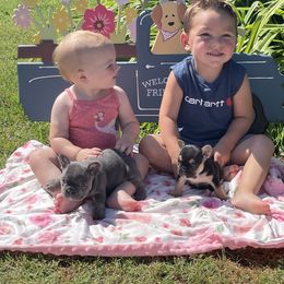 Girl 3 - Blue French Bulldog puppy in Marlow, Oklahoma from WYOKIE Frenchies