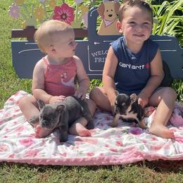 Girl 3 - Blue French Bulldog puppy in Marlow, Oklahoma from WYOKIE Frenchies